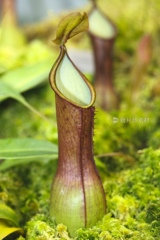 猪笼草(Sarracenia purple)